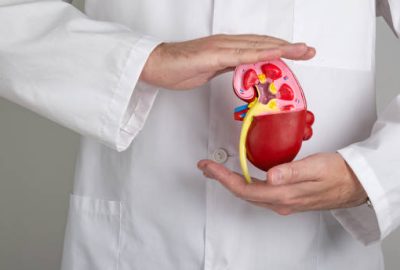 Doctor hands holding kidneys shape. Health care, medical insurance concept.